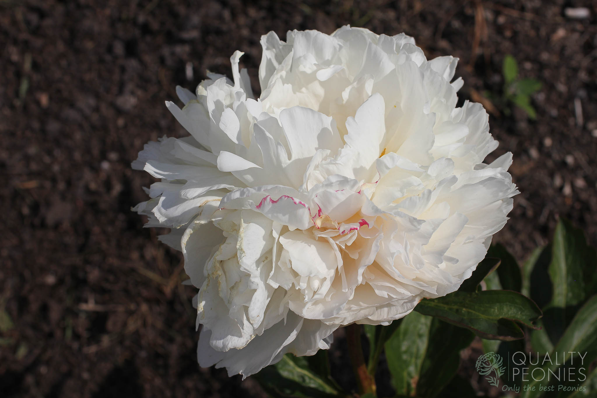 Dynasty – Quality Peonies