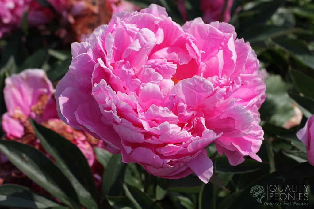 Alexander Fleming - Quality Peonies