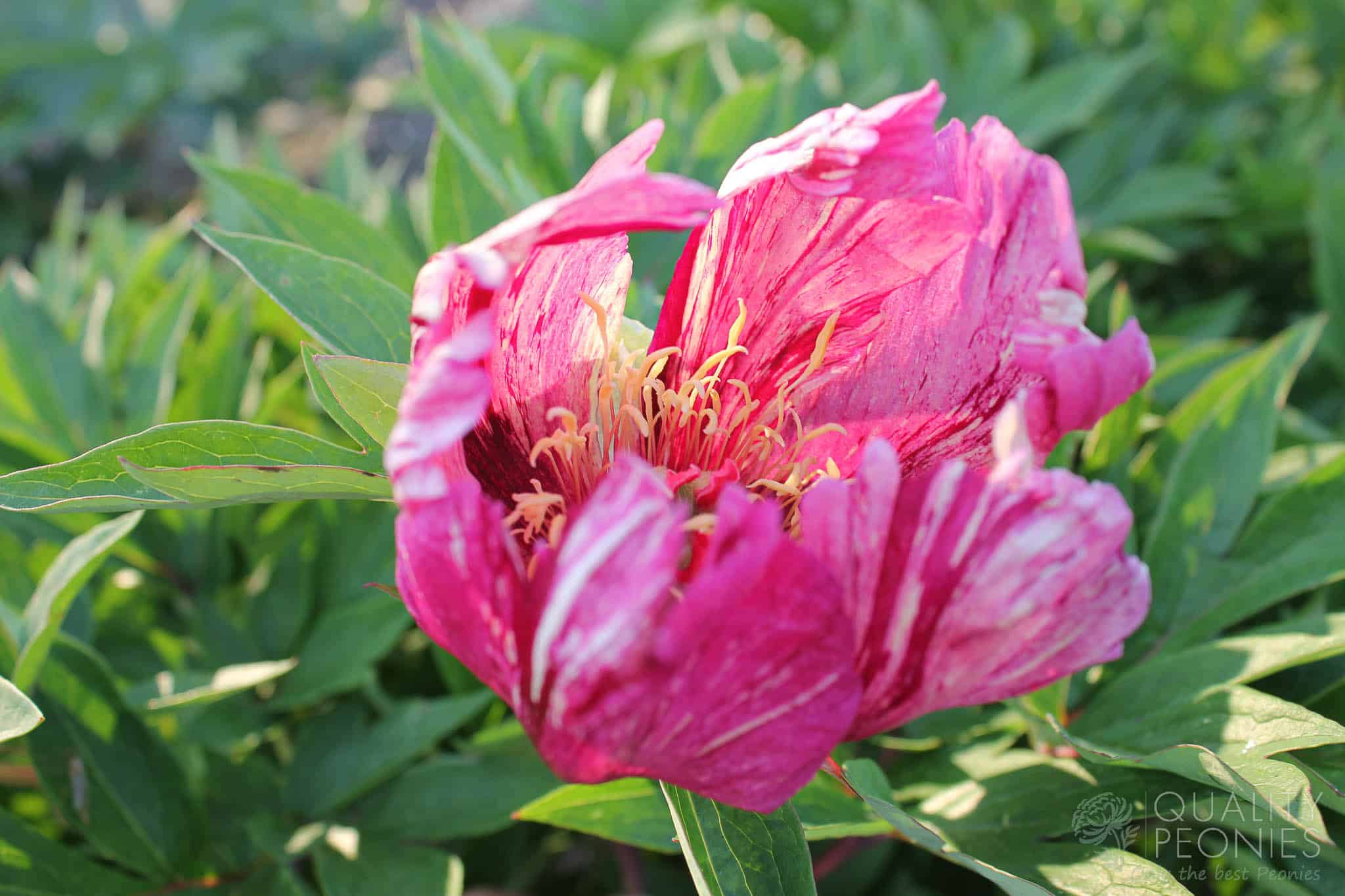 Anderson's Kaleidoscope - Quality Peonies
