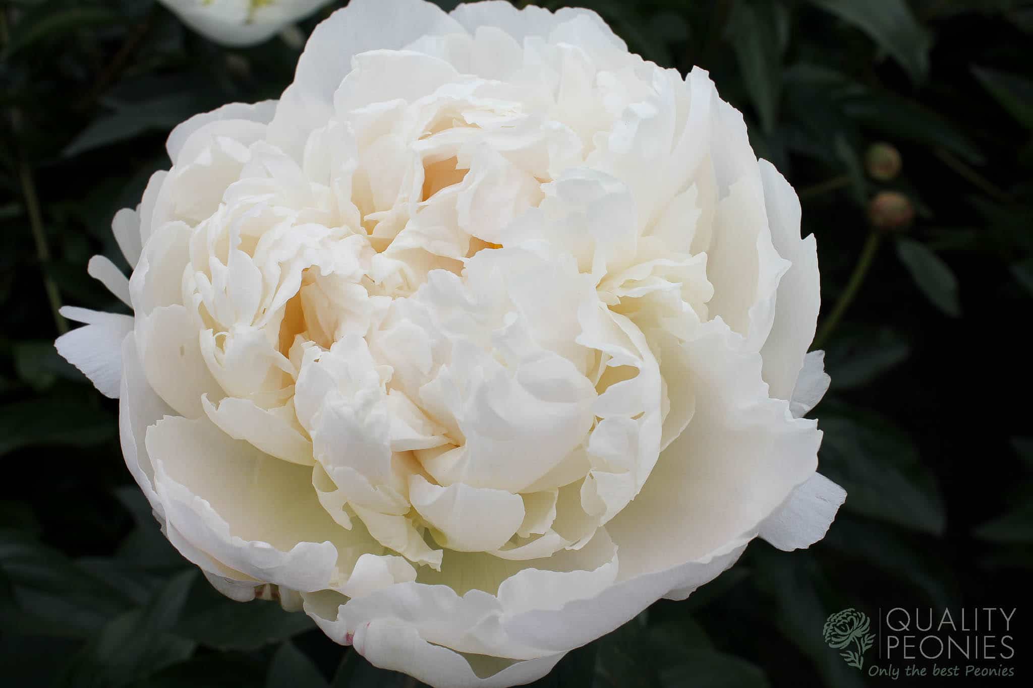 Bowl of Cream - Quality Peonies