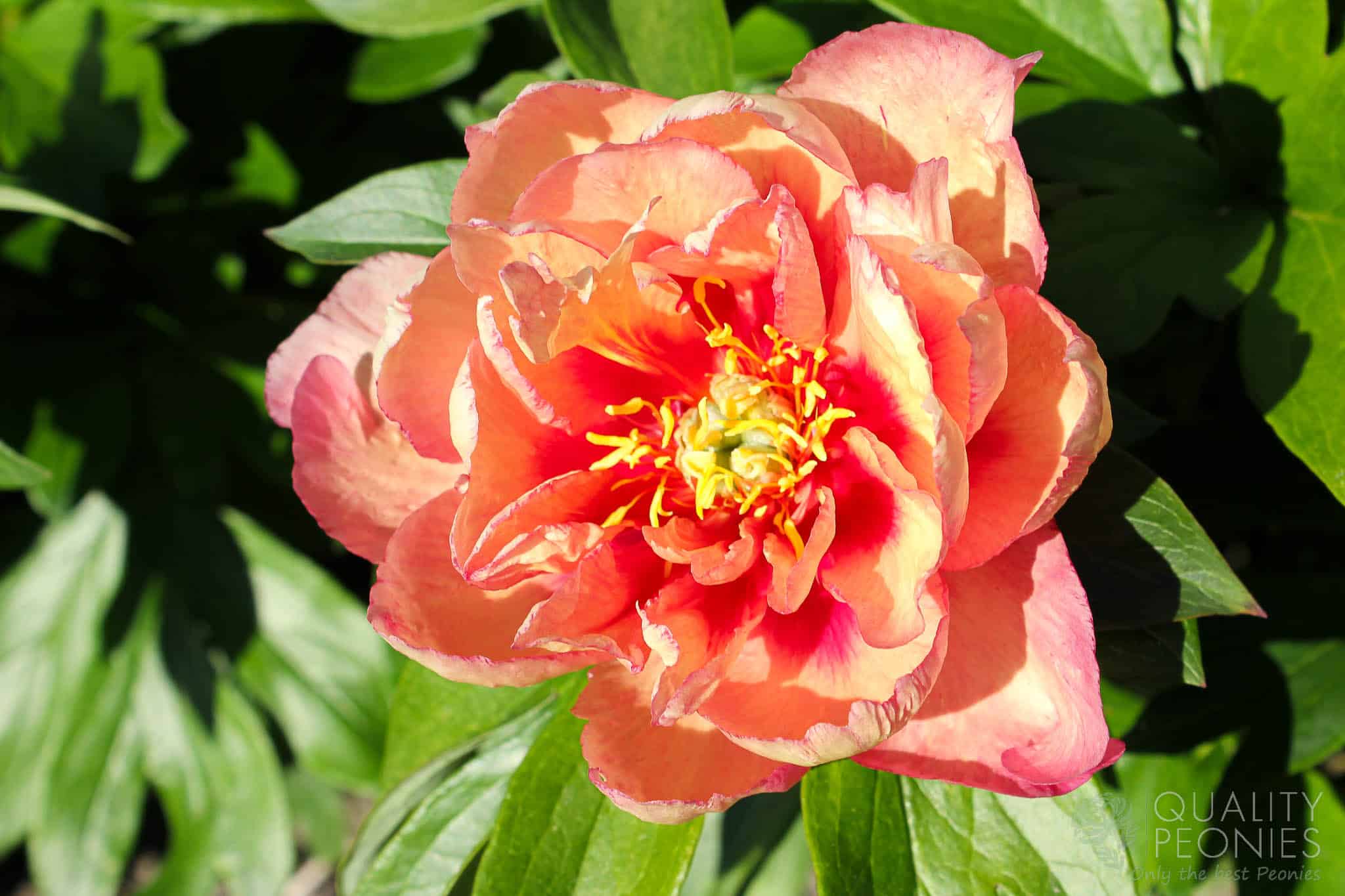 Copper Kettle Quality Peonies