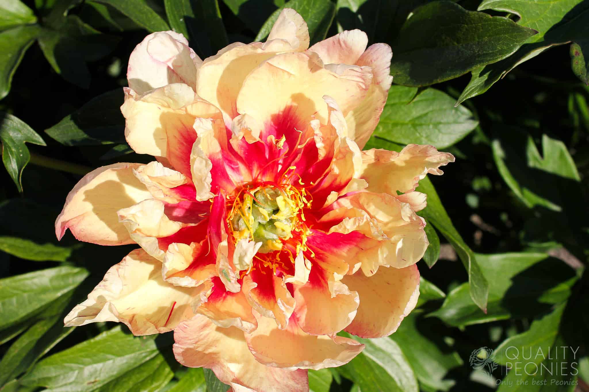 Copper Kettle Quality Peonies