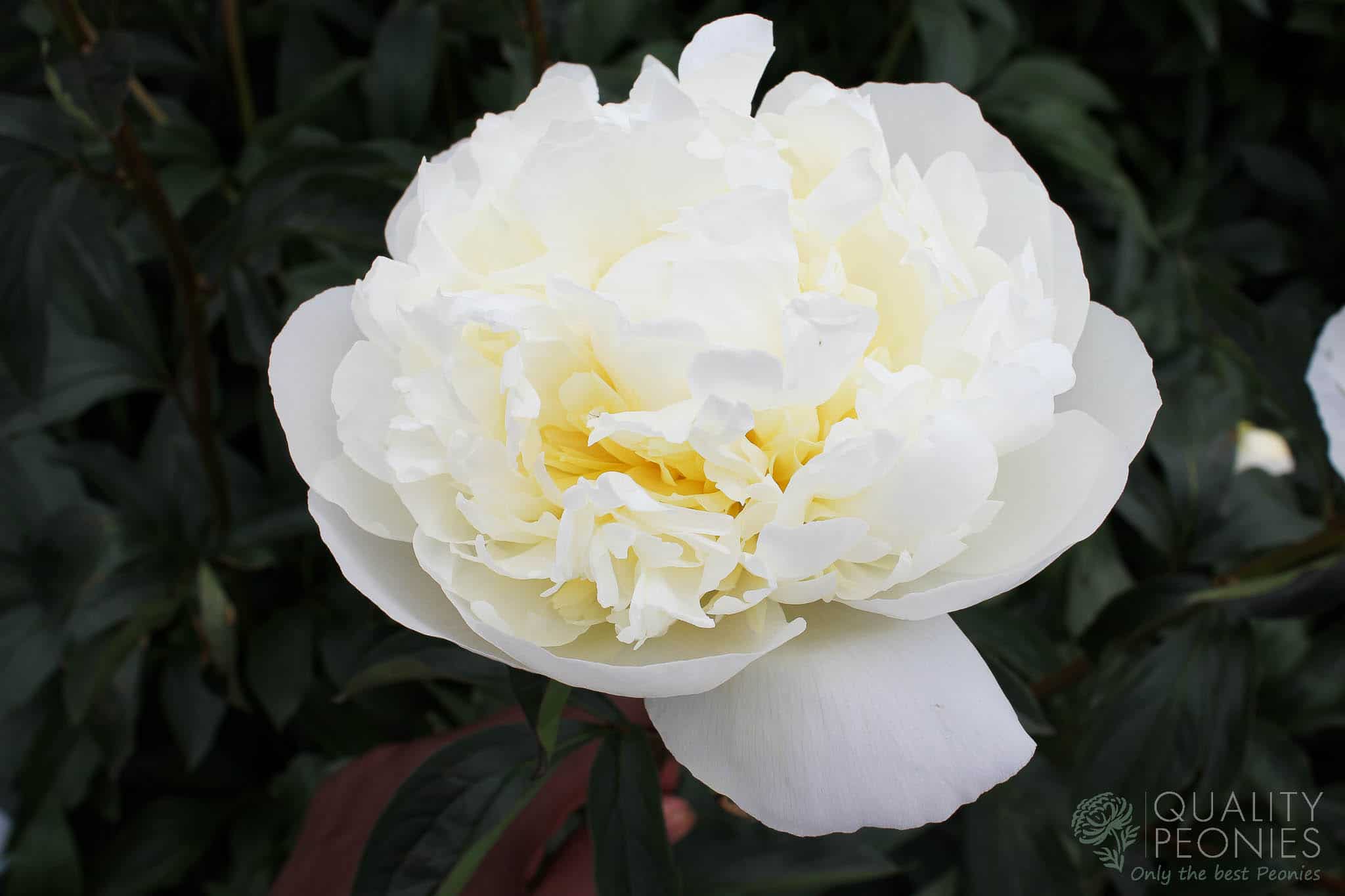 Duchesse de Nemours Quality Peonies