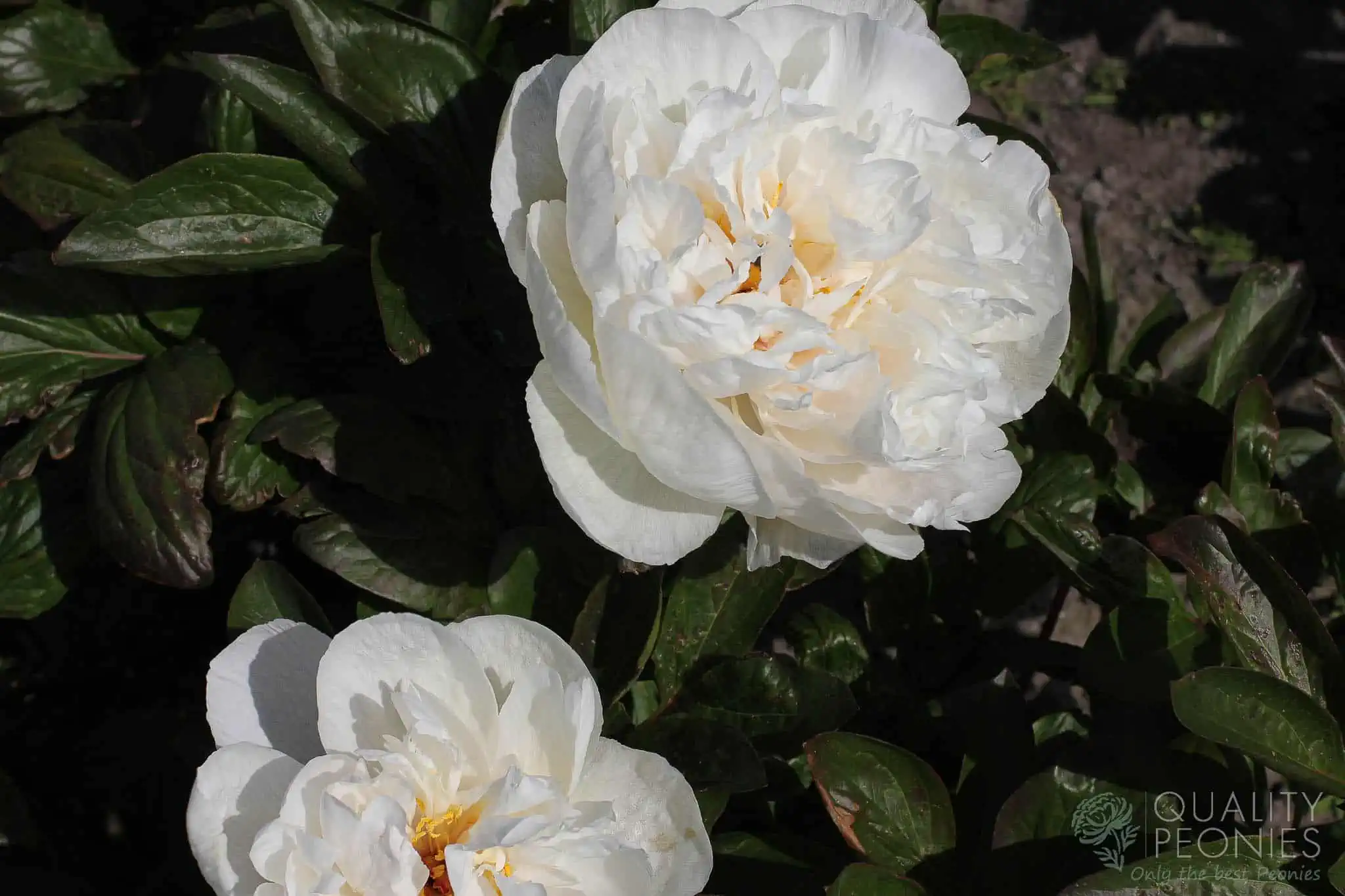 Greenland - Quality Peonies