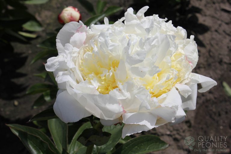 Ivory Victory - Quality Peonies