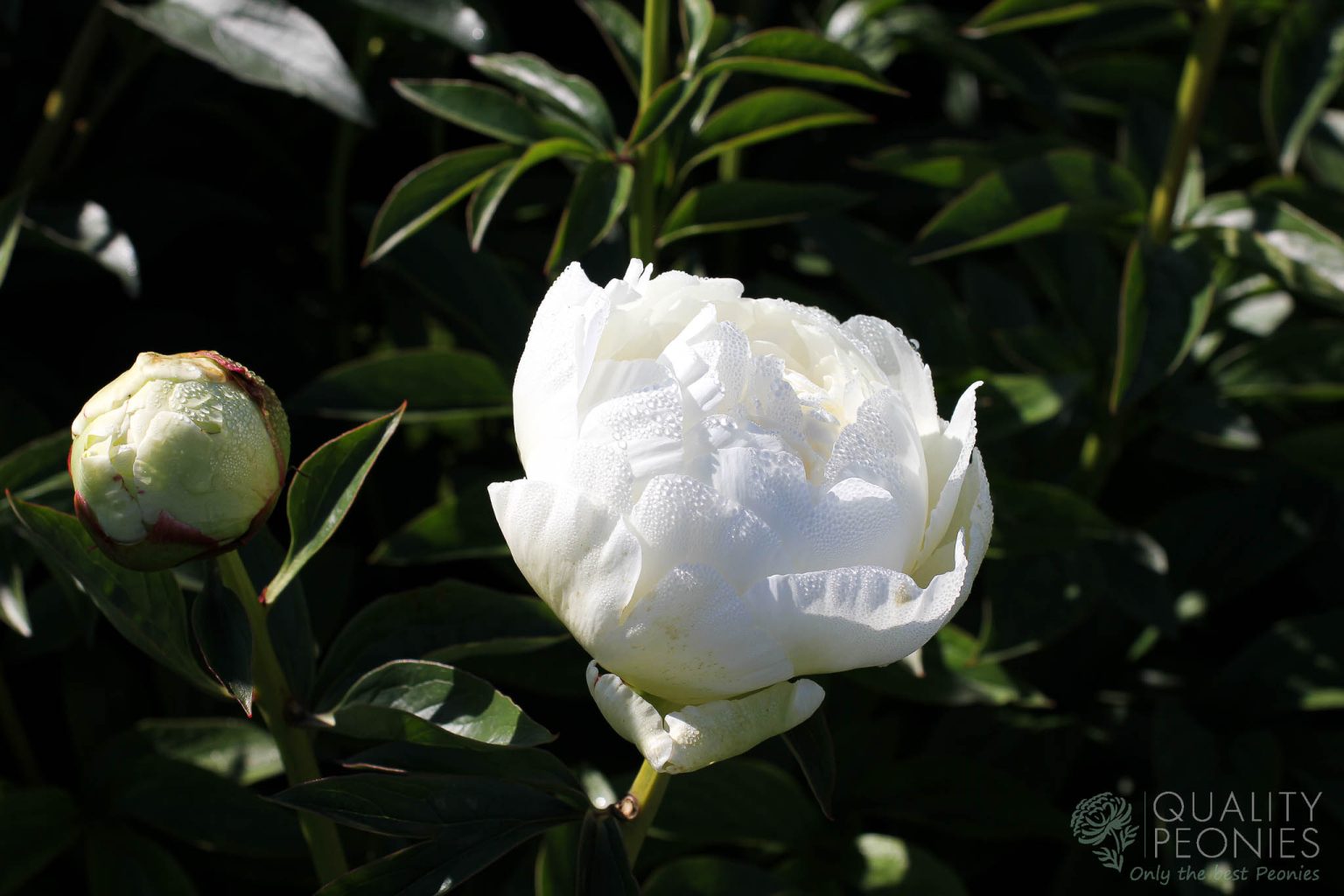 Ivory Victory – Quality Peonies