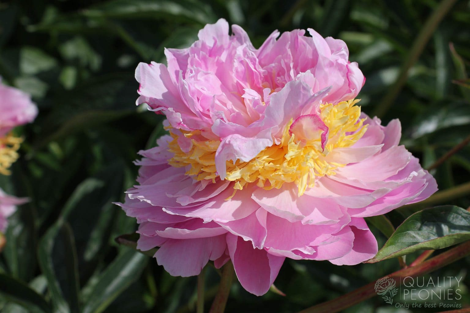 lavon-quality-peonies
