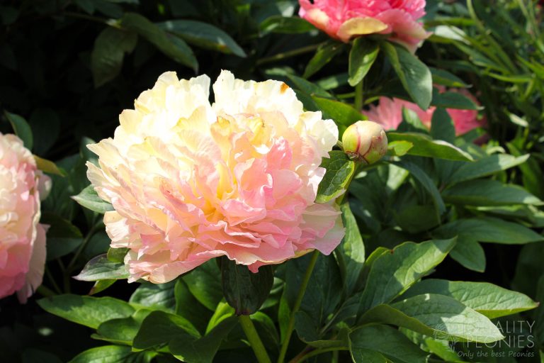 Paeonia Lois' Choice - Peonies - My Peony Society