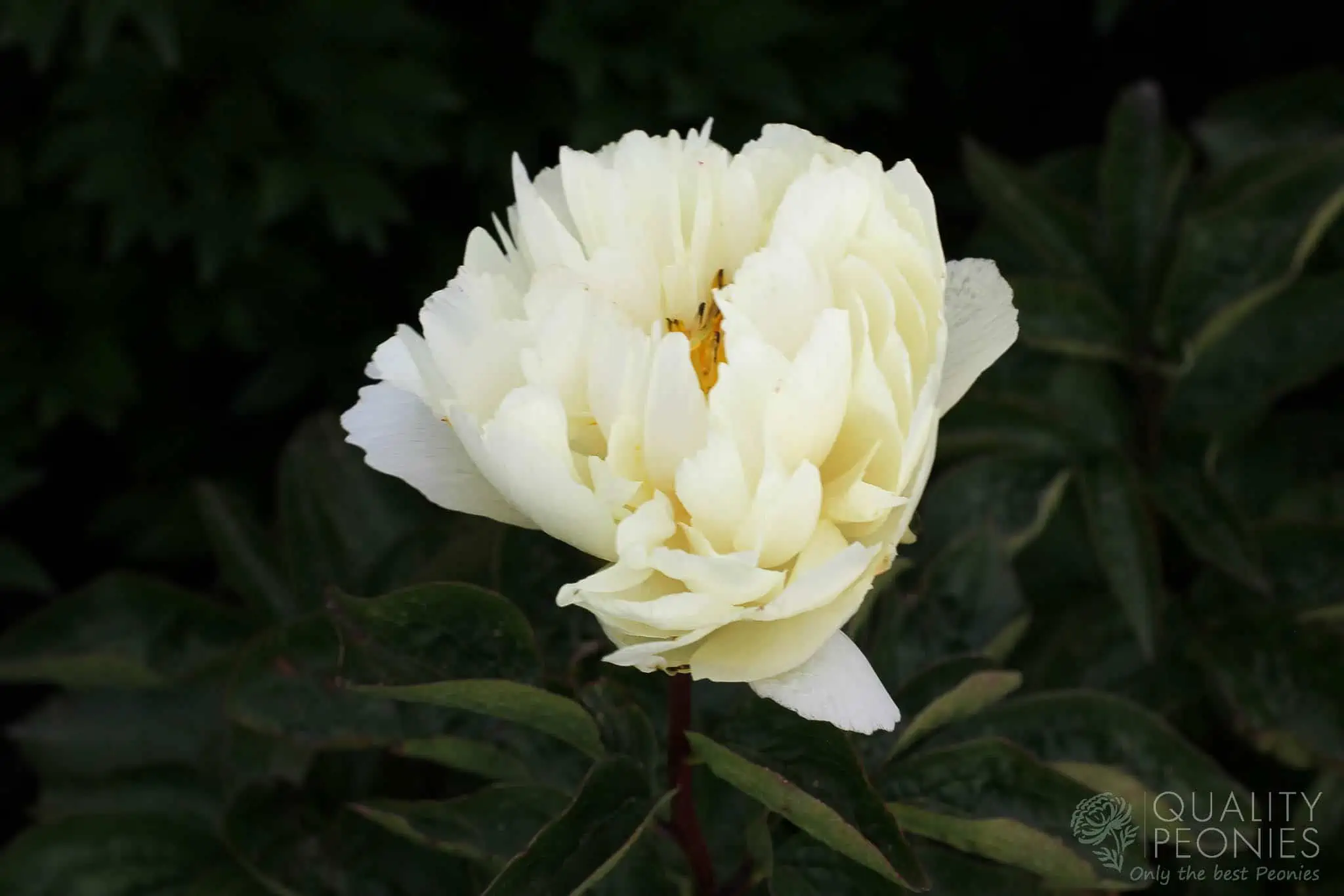 Majesty’s Imperial – Quality Peonies