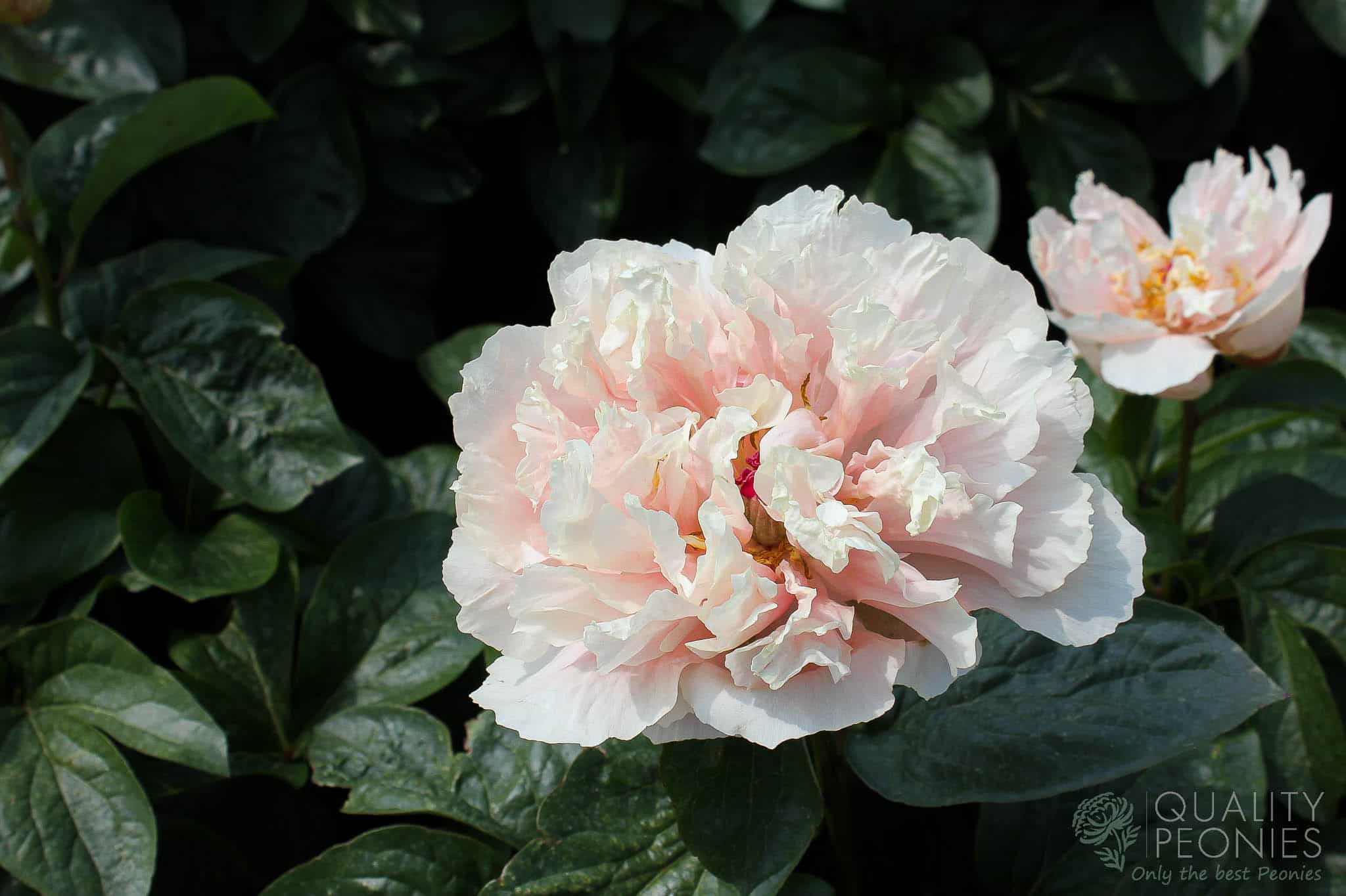 Majesty’s Star – Quality Peonies