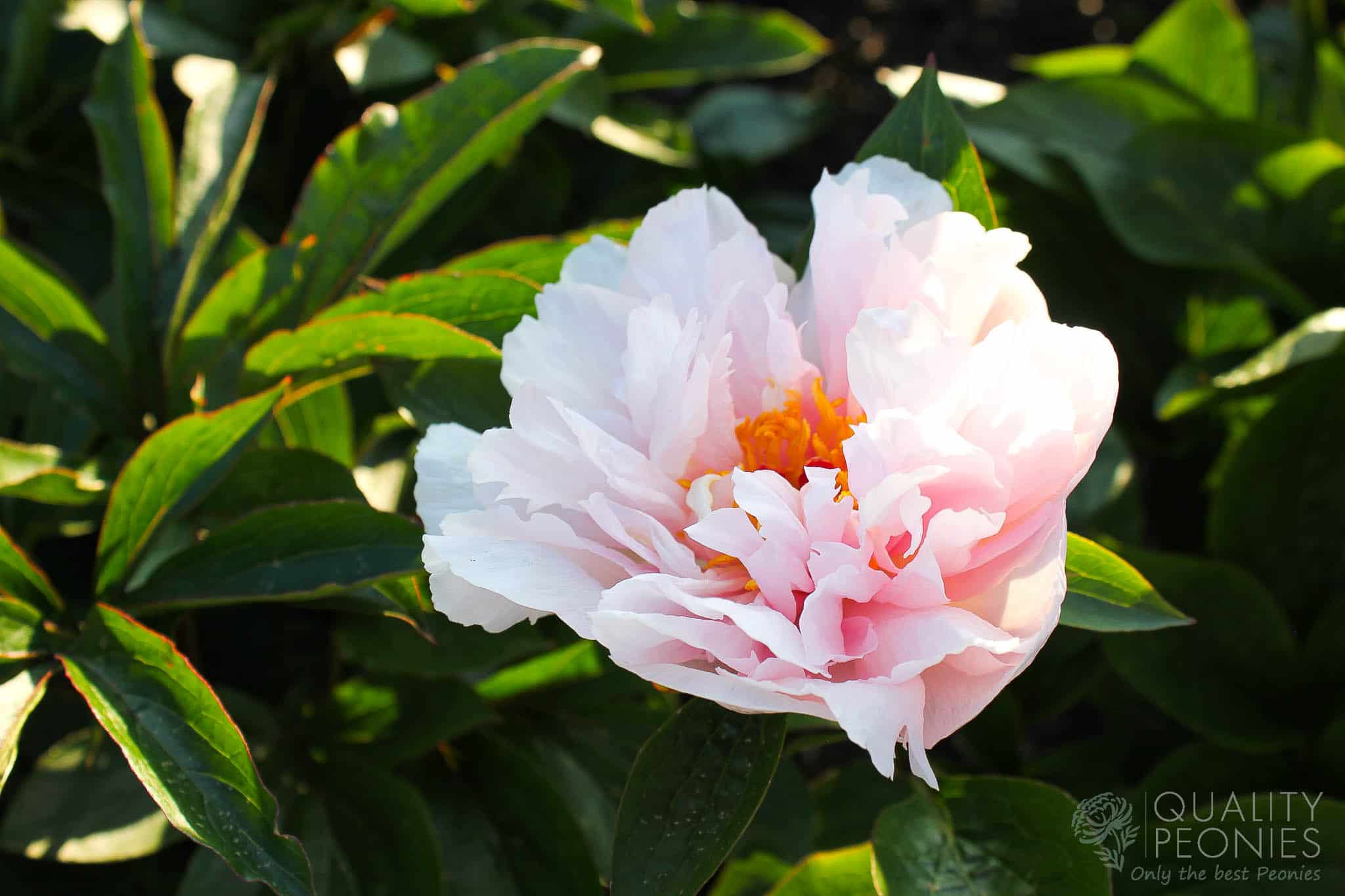 Pink Vanguard – Quality Peonies