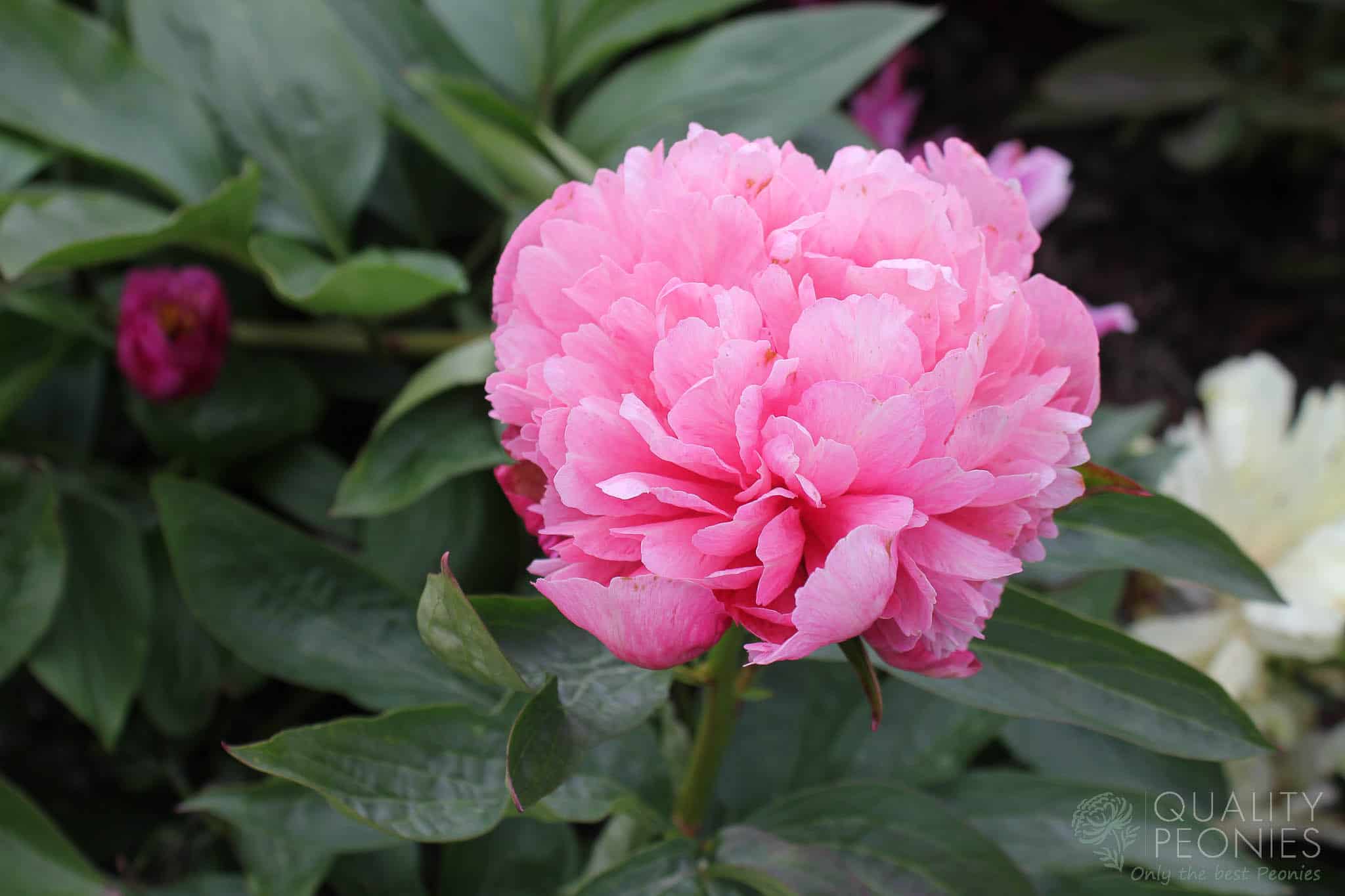 Roger's Pink - Quality Peonies