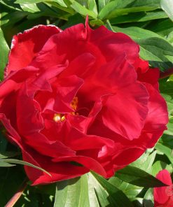 Scarlet Heaven - Quality Peonies