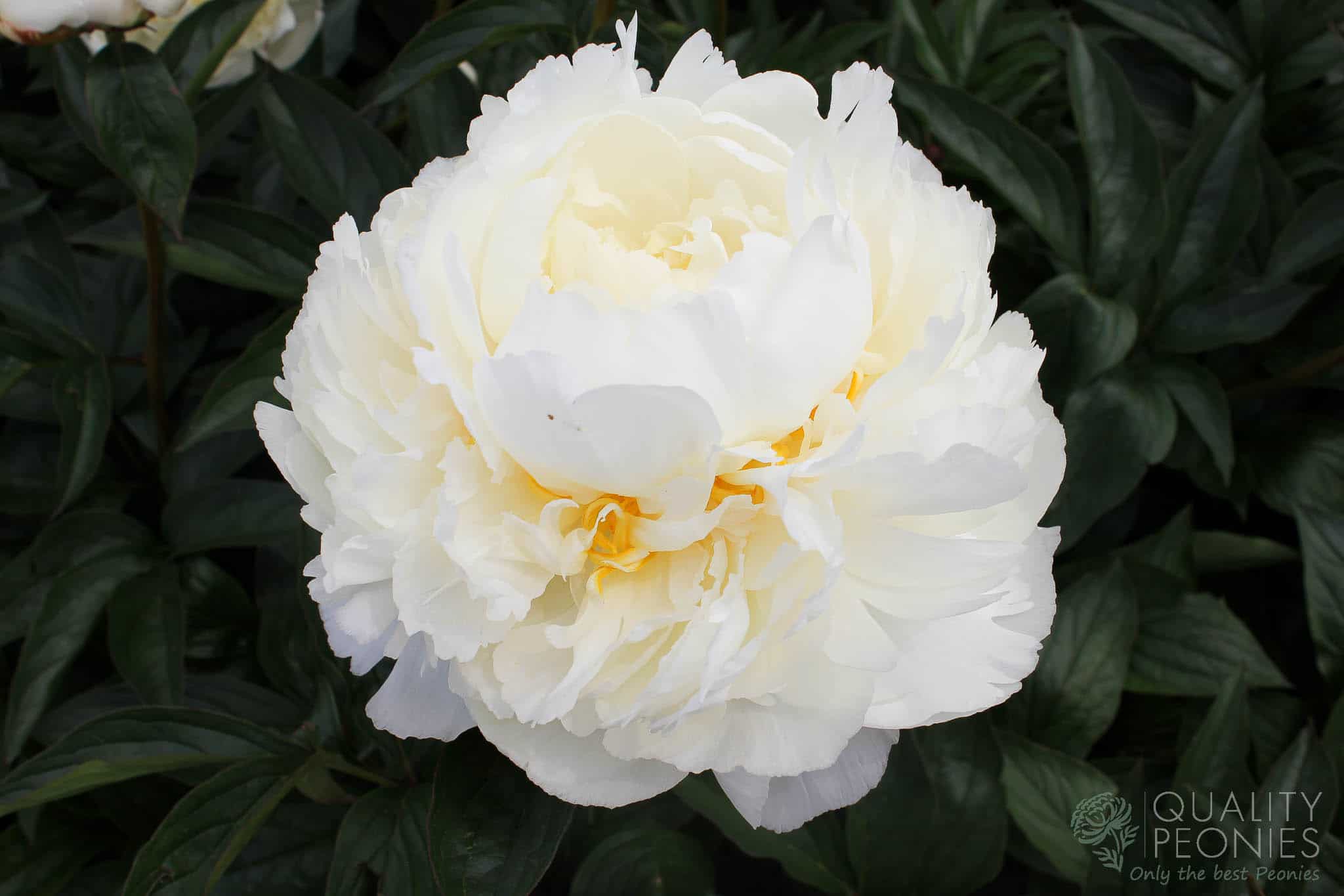 Snow Mountain - Quality Peonies