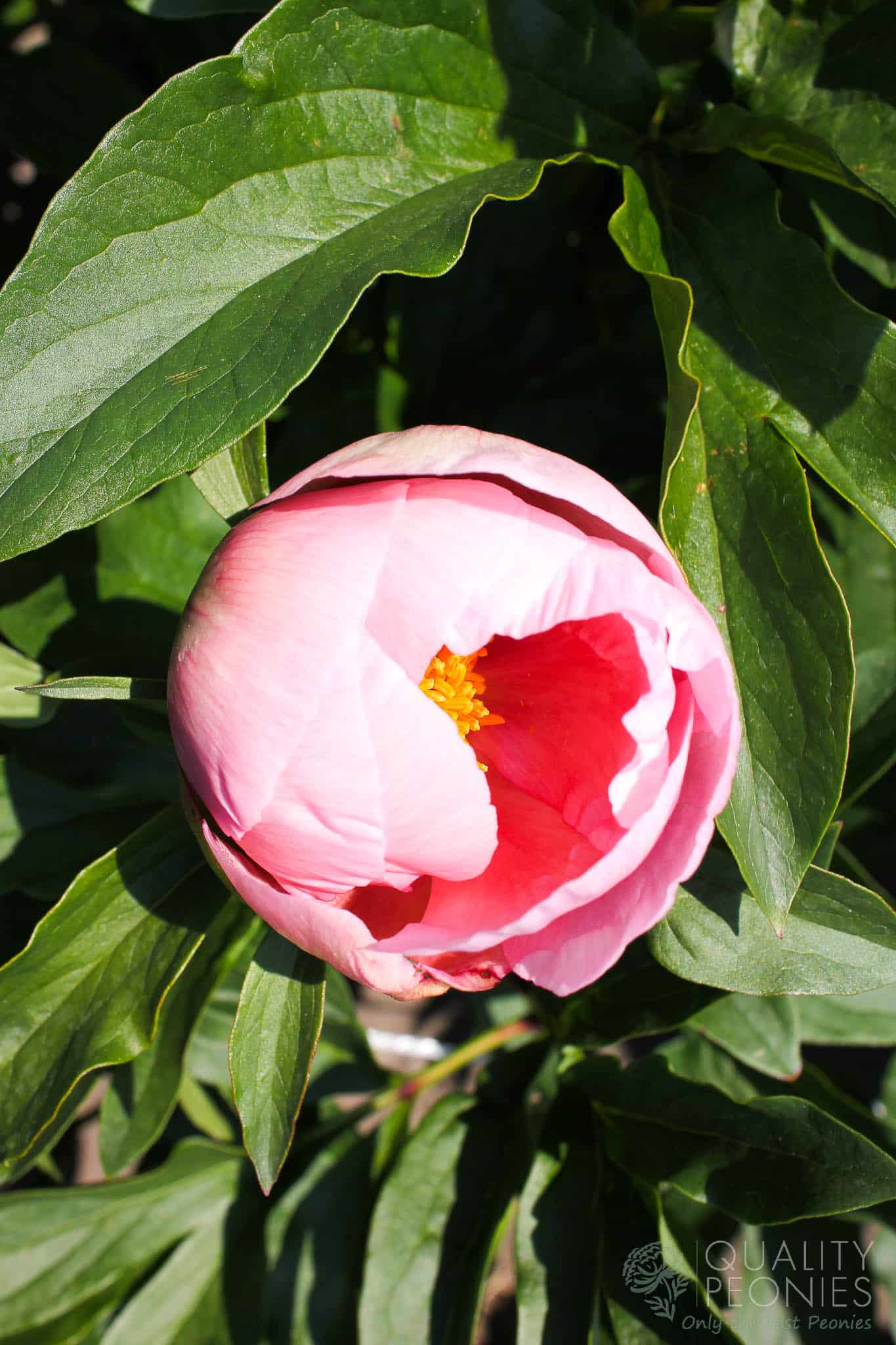 Soft Salmon Saucer - Quality Peonies