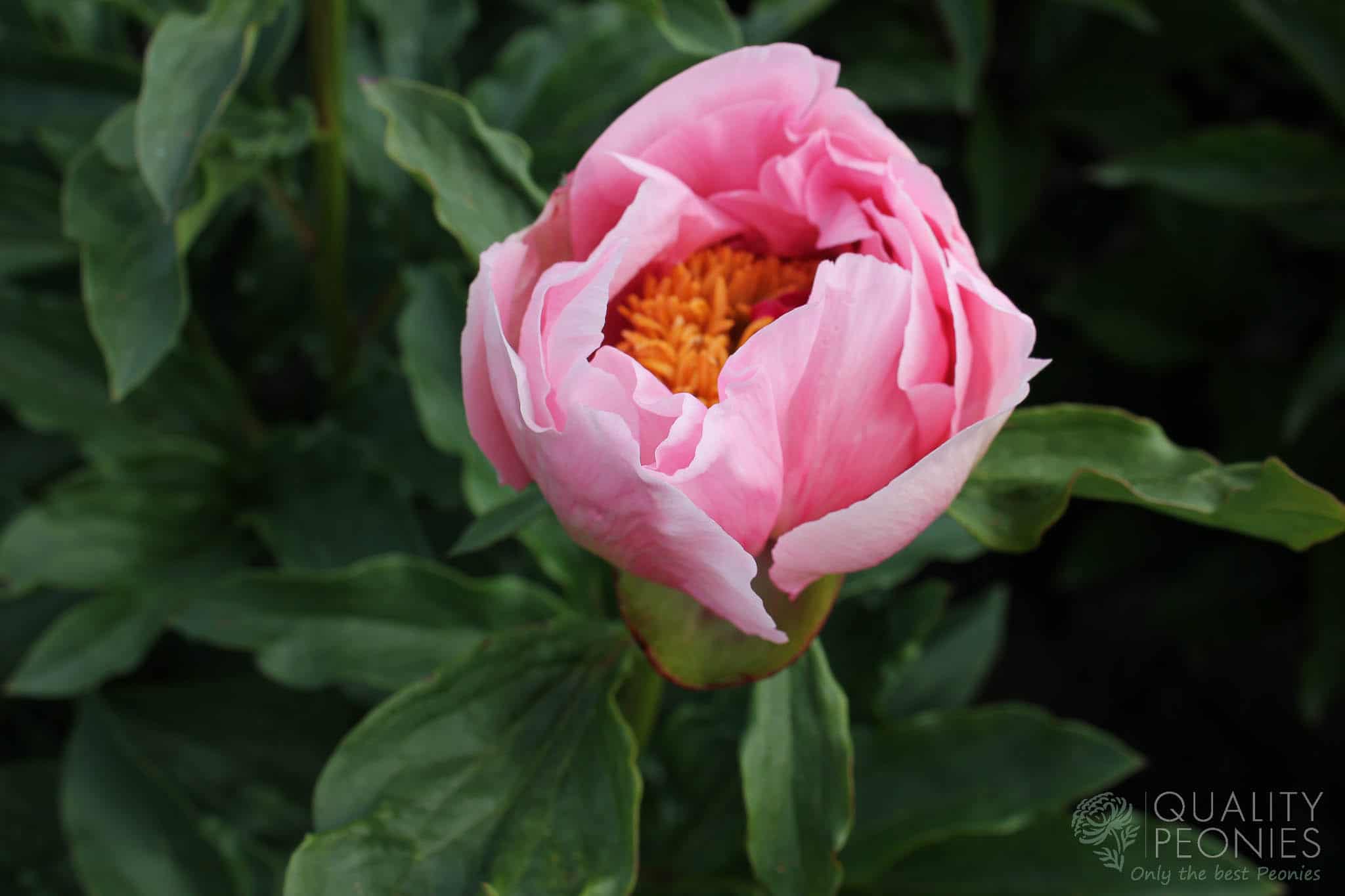 soft-salmon-saucer-quality-peonies