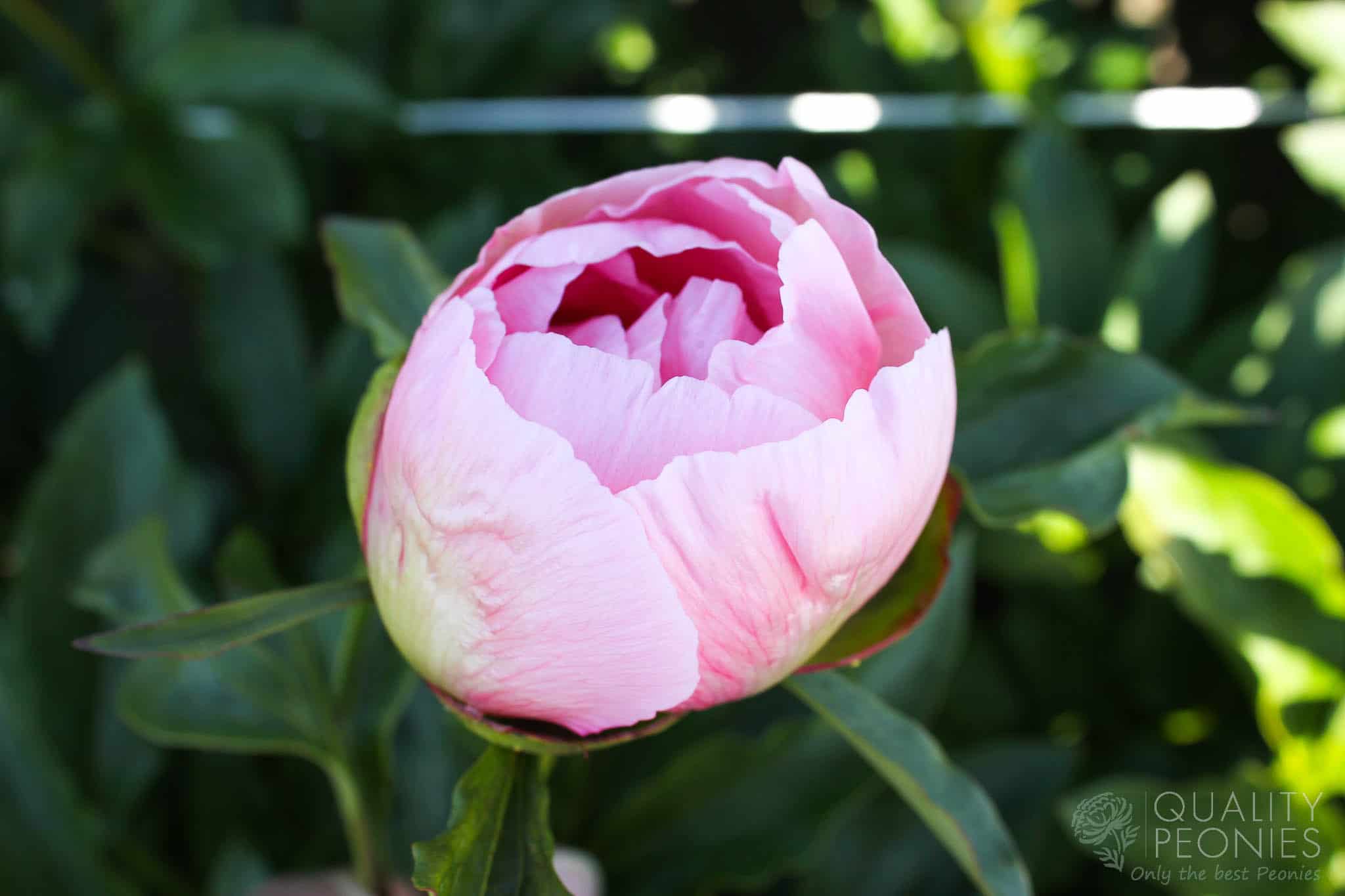 Soft Salmon Saucer - Quality Peonies