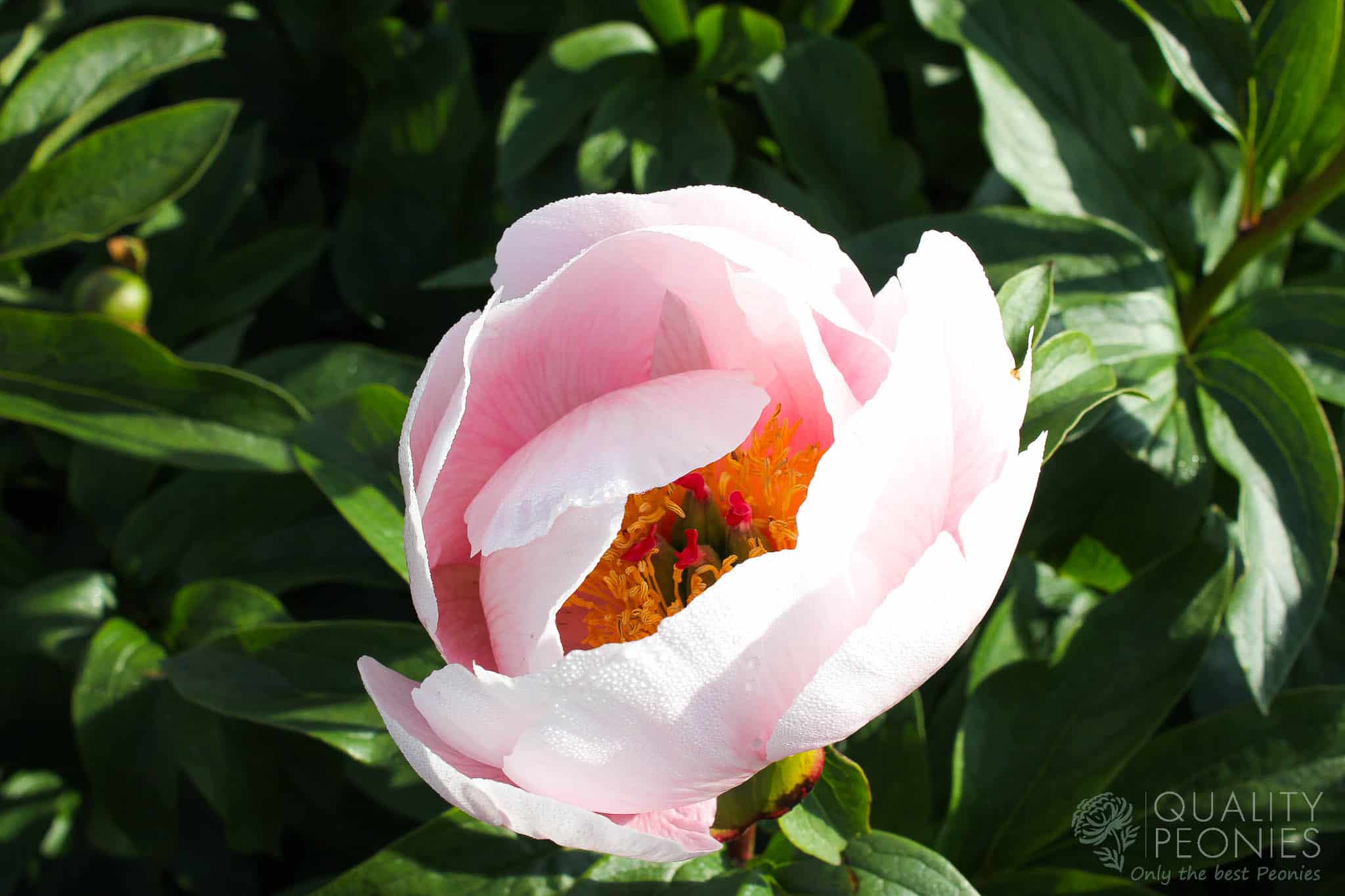 Soft Salmon Saucer - Quality Peonies