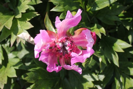 Hidden Flash - Quality Peonies