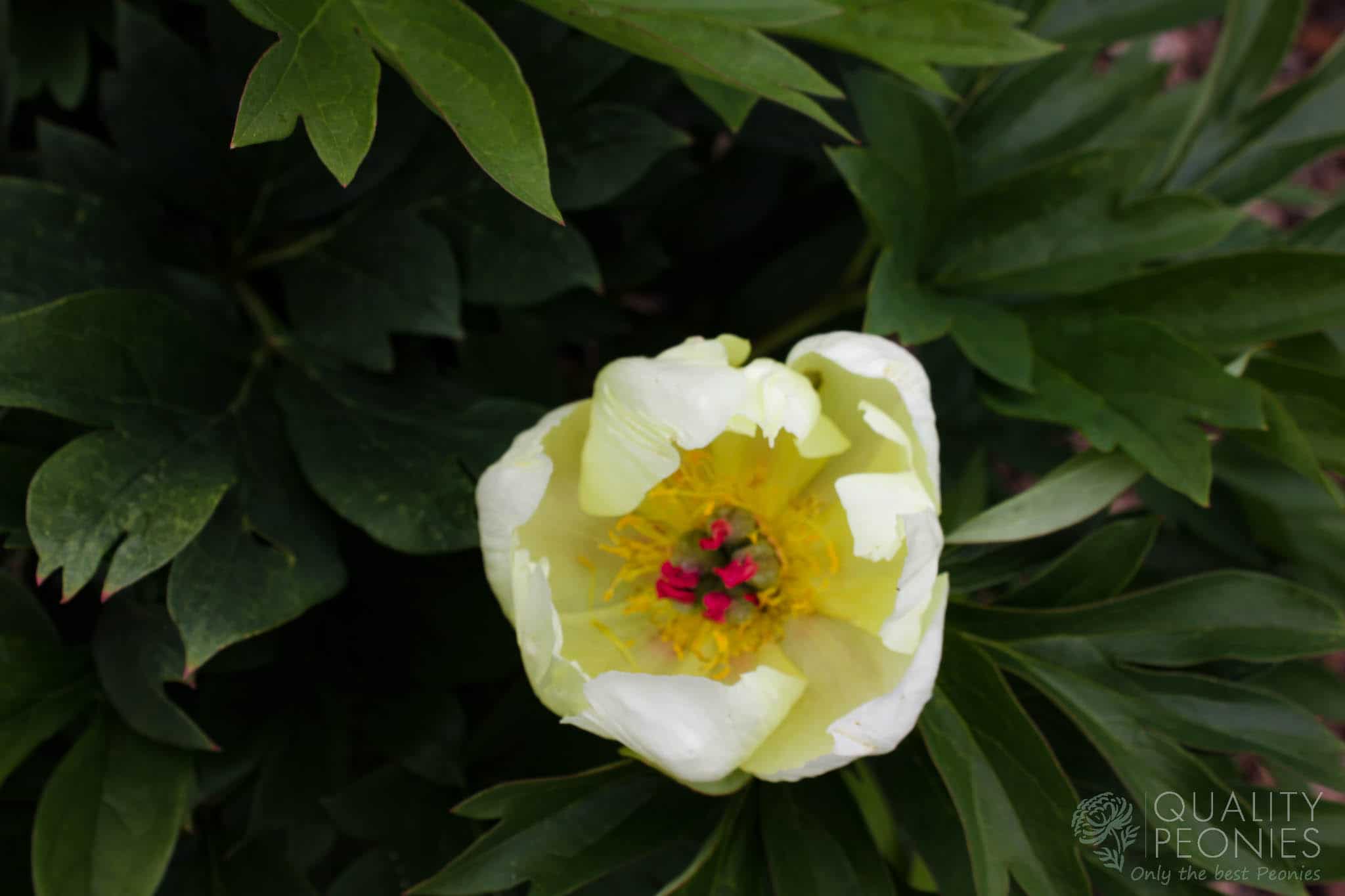 Gentle Flash - Quality Peonies