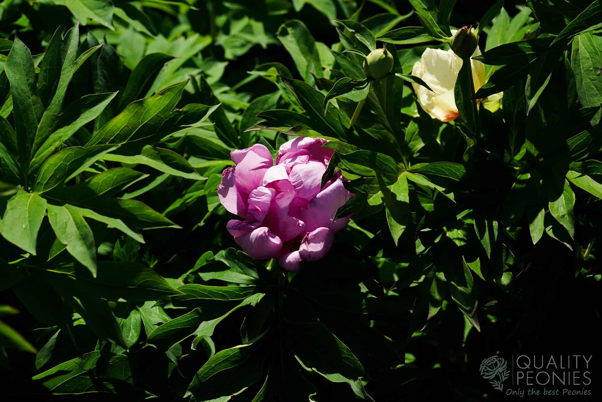 Hidden Flash – Quality Peonies
