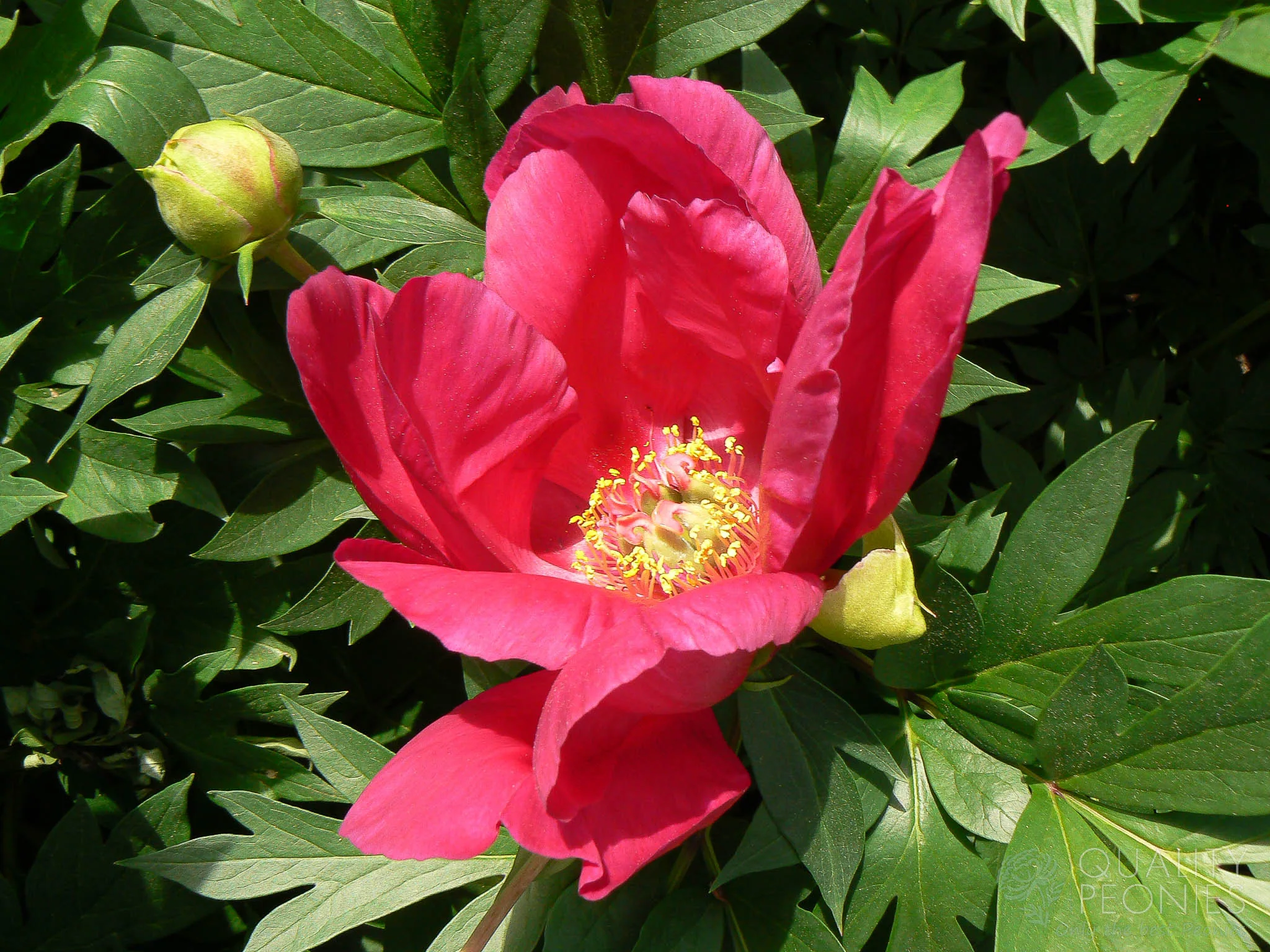 Scarlet Heaven - Quality Peonies