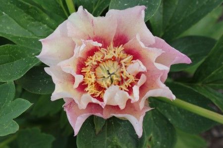 Sonoma Blessing - Quality Peonies