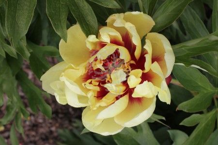 Sunrise Flash - Quality Peonies